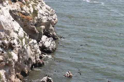 Cormorants Stock Photos