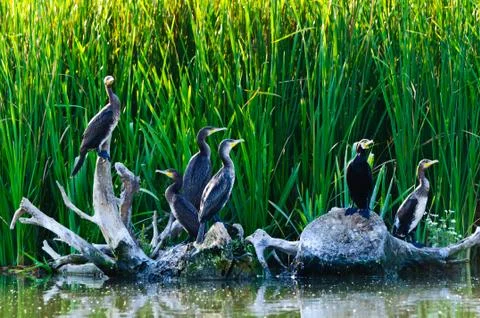 Cormorants Stock Photos