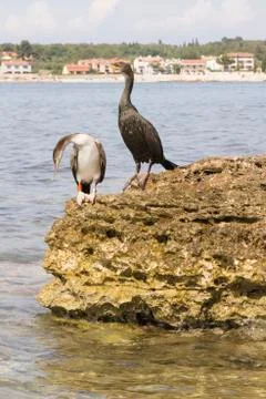 Cormorants Stock Photos