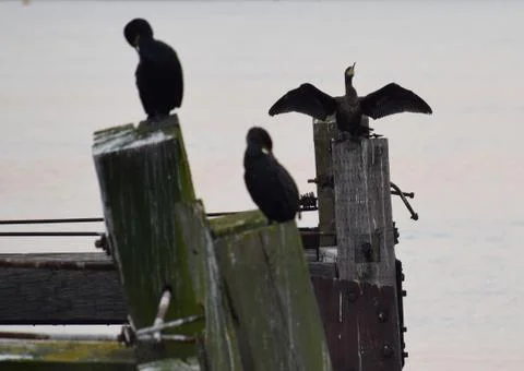 Cormorants Stock Photos