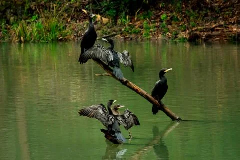 Cormorants 库存照片