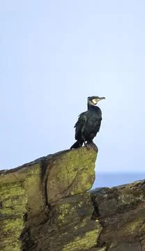 Cormorants Stock Photos