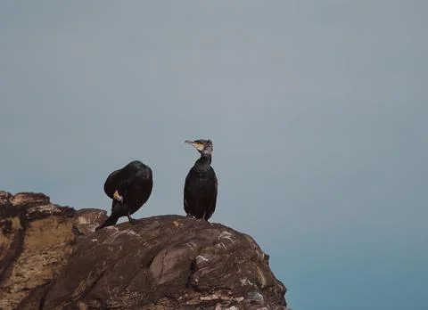 Cormorants. Stock Photos