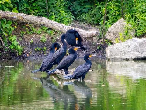 Cormorants Stock Photos