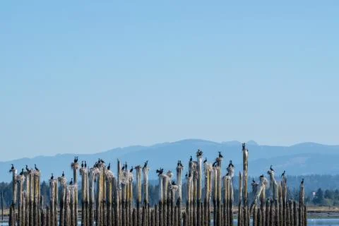 Cormorants on Pilings Stock Photos