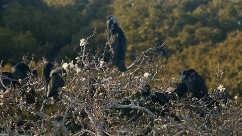 Cormorants resting on top of trees Stock Footage 150349335
