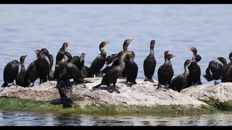 Cormorants resting on the water – close-up. Stock Footage 342000915