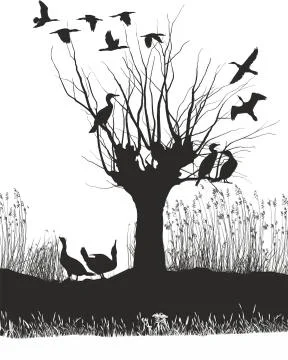 Cormorants on the river Stock Illustration