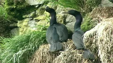 Cormorants on a rock Stock Footage 8987560