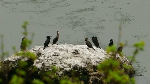 Cormorants on Rock in River 2 Stock Footage 107371270