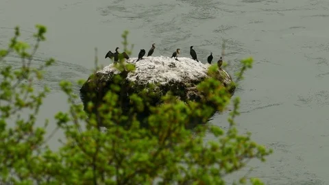 Cormorants on Rock in River Stock Footage 107371254