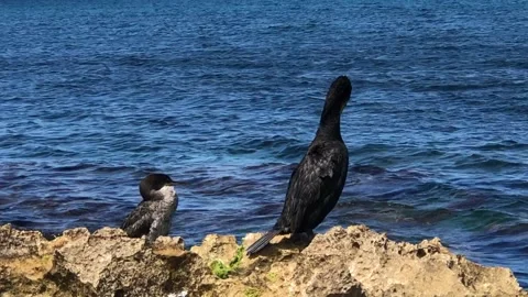 Cormorants on rocks Stock Footage 243249874