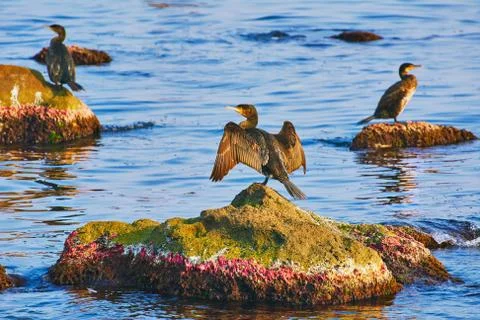Cormorants on the Rocks Stock Photos
