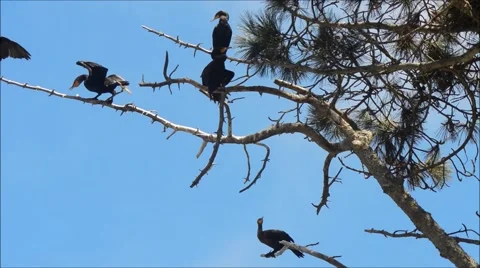 Cormorants  Roosting Stock Footage 52678561