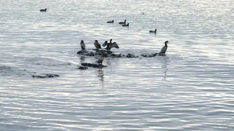 Cormorants in sea Stock-Footage 172099678