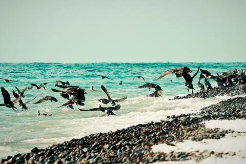Cormorants on the seaside Stock Photos