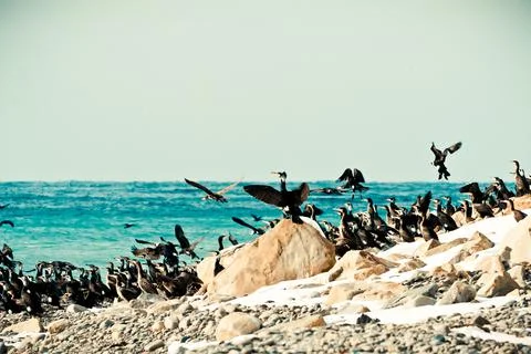 Cormorants on the seaside Stock Photos
