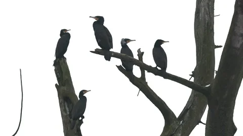 Cormorants sit on an old tree, 4K slomo Stock Footage 169075753