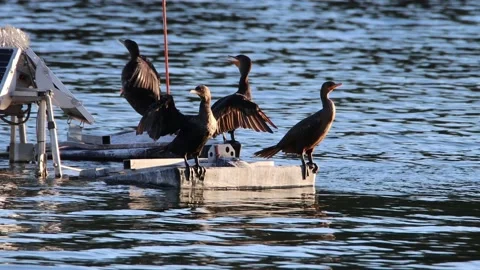 Cormorants Sitting 库存影片 183115975