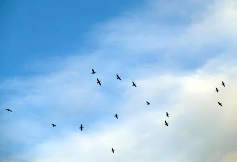 Cormorants in the sky Stock Photos