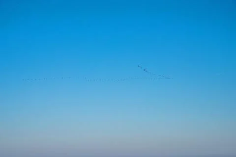 Cormorants on the sky Stock Photos