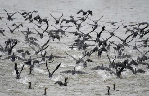 Cormorants stage a dramatic, explosive takeoff Stock Photos