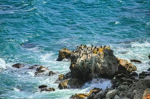 Cormorants on the stone Stock Photos