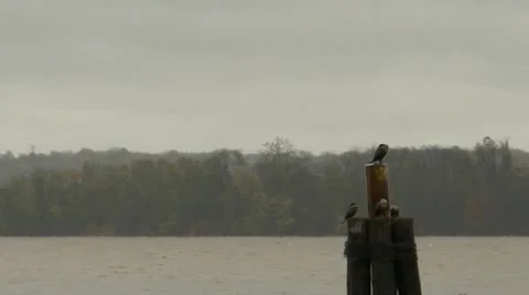 Cormorants in storm 動画素材 12522292