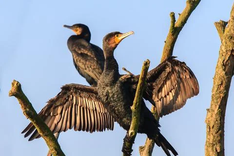 Cormorants sunbathing on a dead tree Stock Photos