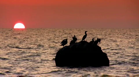 Cormorants in sunset Stock-Footage 521095