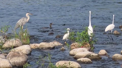 Cormorants Surfacing Among Egrets and Grey Heron Video stock 342144866