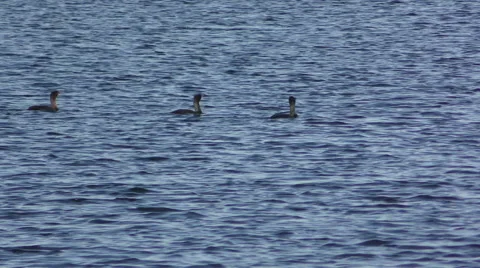 Cormorants swimming Stock Footage 48883721