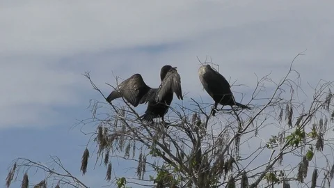 Cormorants on top of a tree Stock Footage 123904132