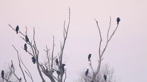 Cormorants on a tree Stock Footage 34317742
