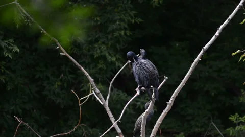 Cormorants on a tree Stock Footage 64951371