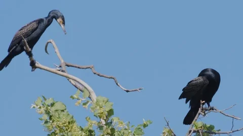 Cormorants in a tree Stock Footage 244642968