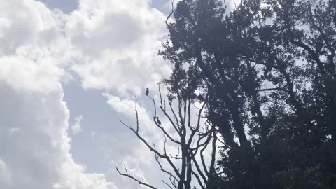 Cormorants on a tree by the lake Video stock 318848117