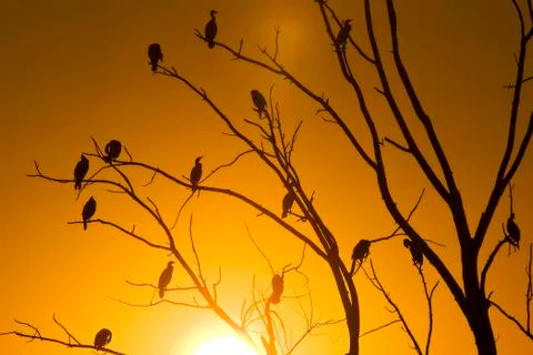 Cormorants in tree Stock Photos