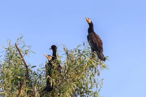 Cormorants in a tree Stock Photos