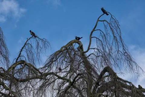Cormorants in tree Stock Photos