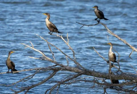 Cormorants in Tree Stock Photos