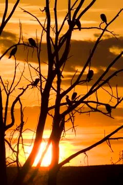 Cormorants in Tree at Sunset Stock Photos