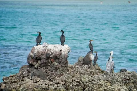 Cormorants while resting on rocks Stock Photos