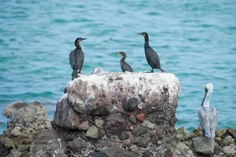 Cormorants while resting on rocks Stock Photos