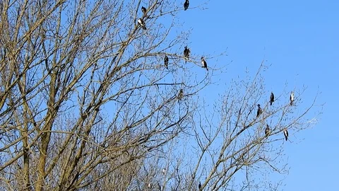 Cormorants in winter on bare branches of a tree Stock Footage 106235500