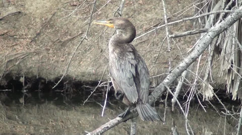 Cormorantt preening Stock Footage 22956855