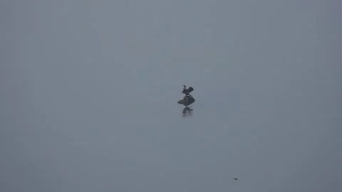 Cormorent bird dries itself by flapping wings, nature birds, beautiful, sunny Stock Footage 168162745