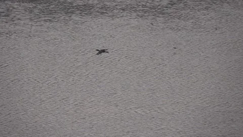 Cormorent, flying and gliding over a river Stock Footage 168789550