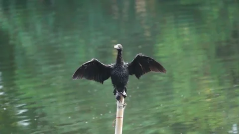 Cormorent in slow motion drying its wing and body Stock Footage 281052924