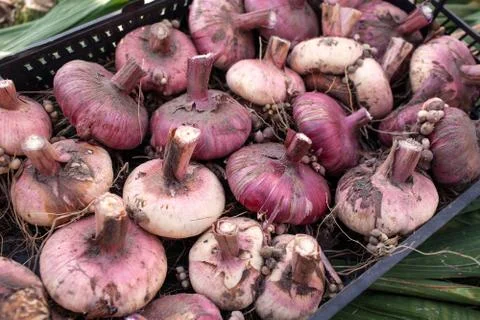 Corms of gladioli Stock Photos